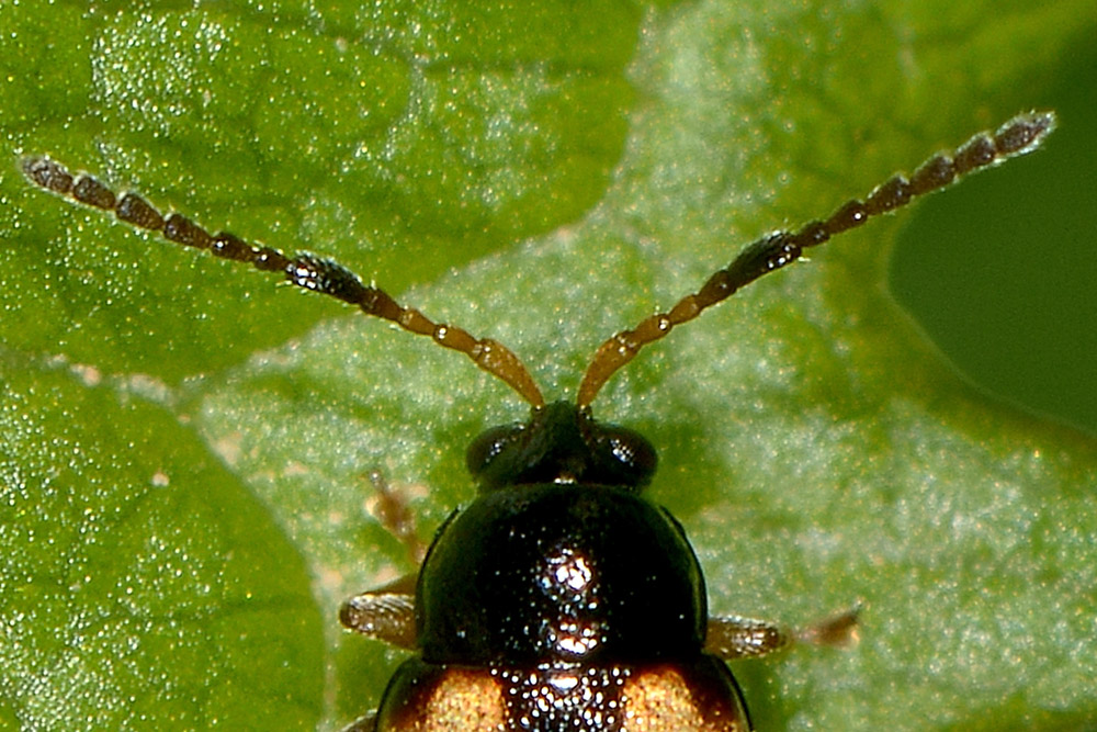 Phyllotreta ochripes, maschio, Chrysomelidae